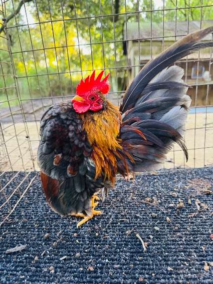 Photo from &ldquo;Pics of birds seeking a new home&rdquo;